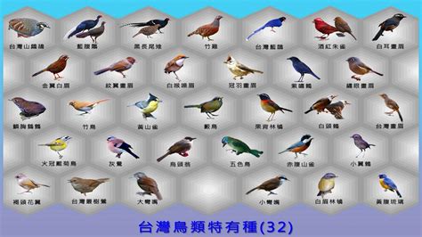 鳥類有哪些|【知識】674種鳥類30種台灣特有種—世界級賞鳥天堂在台灣 →。